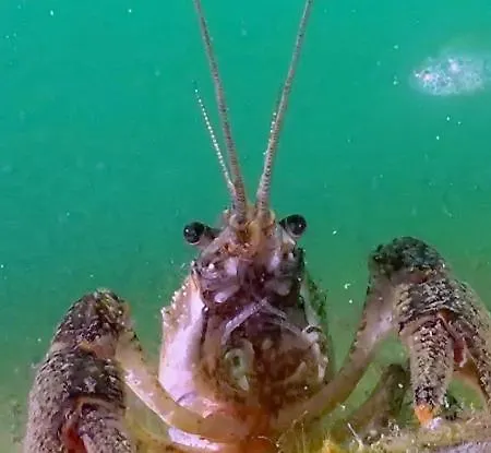 Kastely Fogado Gyékényes