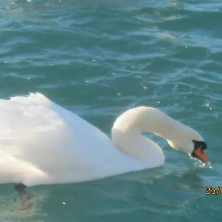 Pensión Kastely Fogado