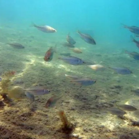 Pensión Kastely Fogado *